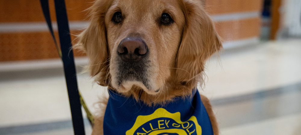 golden retriever wearing RVC bandana around neck